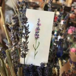 Lavender Temporary Tattoo By Lena Fedchenko (Set Of 3) 12 Lavender Temporary Tattoo By Lena Fedchenko (Set Of 3) -Da Vinci Shop 00 lavender photo