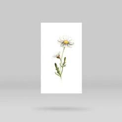Daisy Temporary Tattoo By Lena Fedchenko (Set Of 3) -Da Vinci Shop daisy temporary tattoo grey
