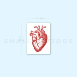 Red Anatomical Heart Temporary Tattoo (Set Of 3) -Da Vinci Shop image1 st 750px 0a4a41f6 3240 4a11 a798 be8df0e5a17d
